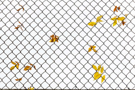 Yellow leaves in a fence background.の写真素材