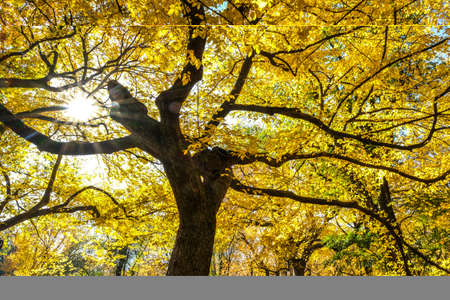 Fall in Central park