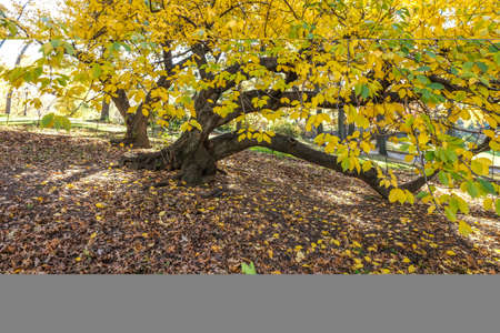 Fall in Central park