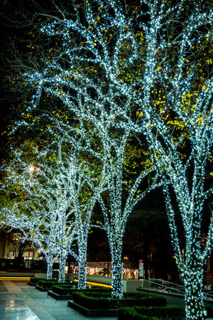 Christmas trees in the cityの写真素材