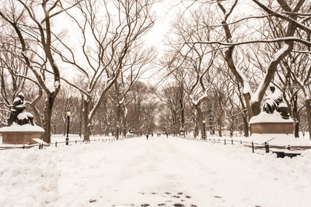 Snow in the parkの写真素材
