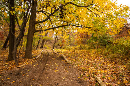 Fall pathwayの写真素材