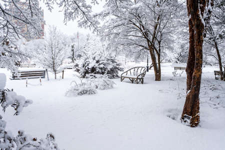 Snow in a parkの写真素材