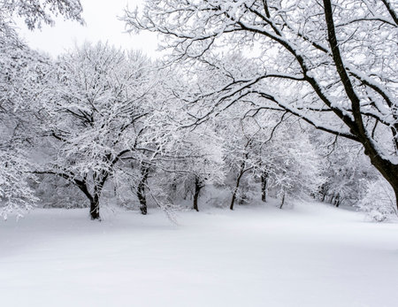Snow in the parkの写真素材