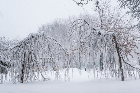 Snow covered treesの写真素材