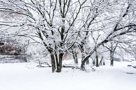 A winter landscapeの写真素材