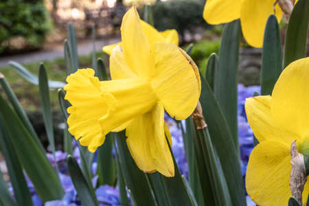 Daffodils in the parkの写真素材