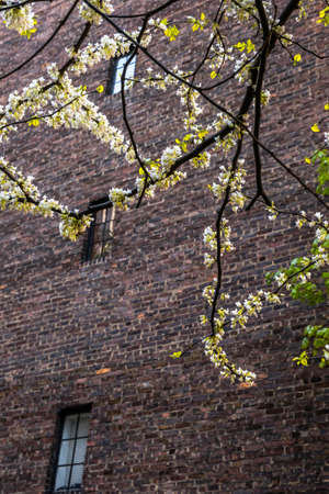 Spring treesの写真素材