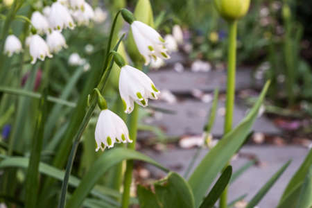 Flowers
In the parkの写真素材