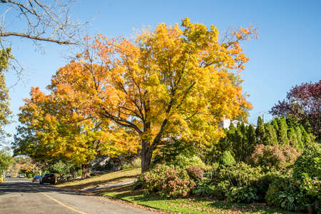Autumn treesの写真素材