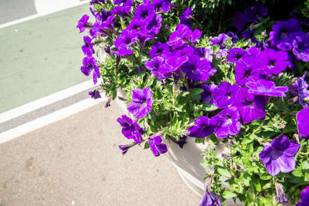 Purple petunia flowers blooming in a pot on the streetの写真素材