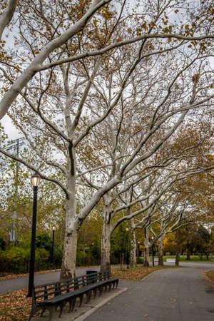 A vertical shot of a row of trees in a park under a cloudy skyの写真素材