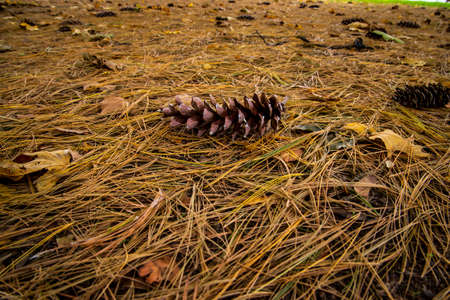 Pine cone lying on the ground in the autumn forest. Pine cones lying on the ground.の写真素材