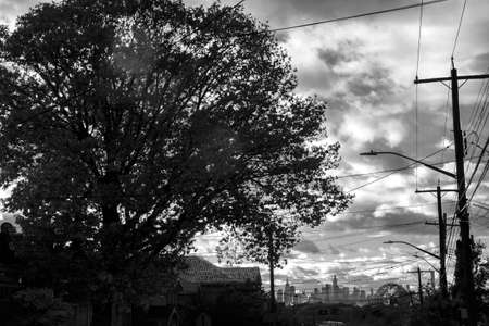 A black and white shot of a tree in the middle of the cityの写真素材