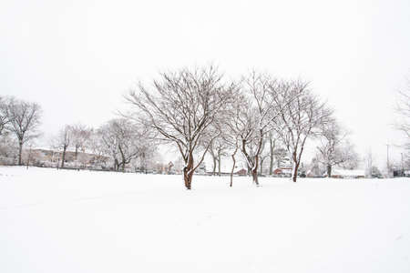 Winter landscape with trees covered with snow in the city park. High quality photoの写真素材