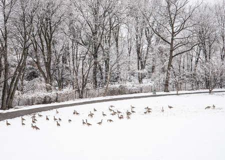 Flock of wild ducks in the winter forest. Winter landscape.の写真素材