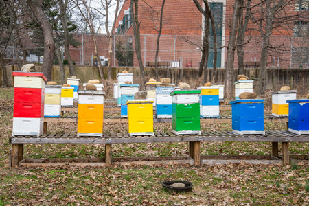 bee hives in the field