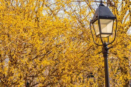 Beautiful street lamp with yellow flowers on a sunny spring day.の写真素材