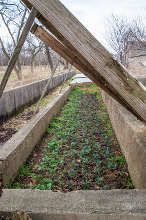 A vertical shot of a wooden staircase leading to a small vegetable gardenの写真素材
