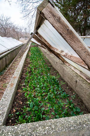 A vertical shot of a vegetable garden with a wooden fence under itの写真素材