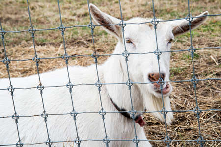 Portrait of a white goat behind a fence on a farm.の写真素材