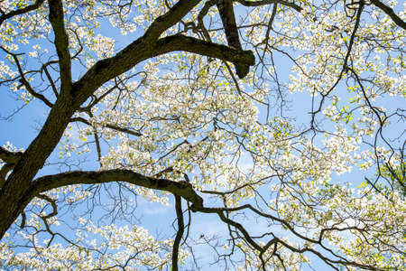 A view of blooming treesの写真素材