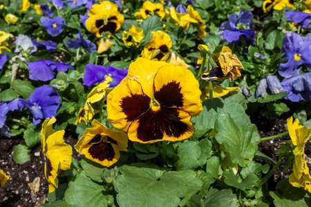 Colorful pansy flowers bloom in the spring in the garden.の写真素材