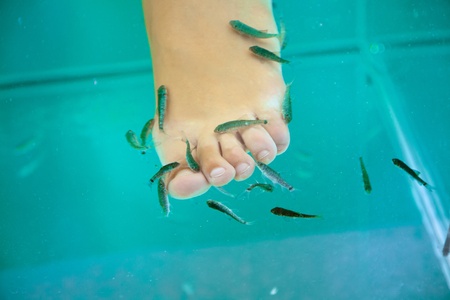 Fish spa treatment with garra rufa â doctor fish の写真素材
