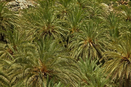 Texture of palm trees growing in biggest in Europe palm forest Vai on Crete, Greece の写真素材