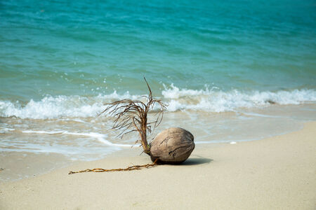 Coconut on the beach, white sand and blue sea background の写真素材