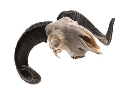 Side view of a ram skull with horns, isolated on white backgroundの写真素材