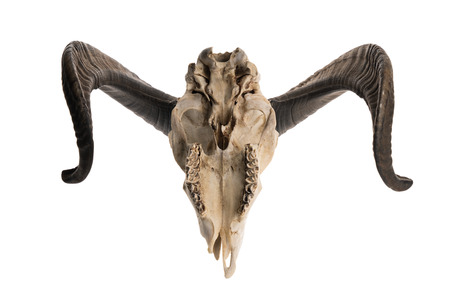 Upside down shot of a ram skull with horns, isolated on white backgroundの写真素材