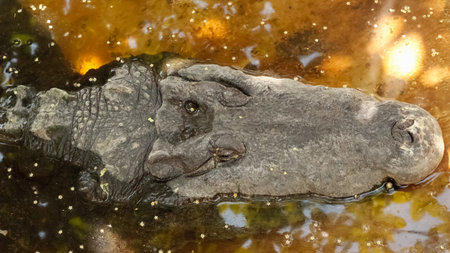 Close-up from above view of a crocodile head of the species Crocodylus moreletii resting in a calm...