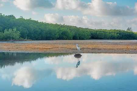 White heron in a lake with clear waterの写真素材