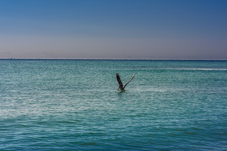 Big Pelican flies over the sea against a blue sky. Blue water colorの写真素材