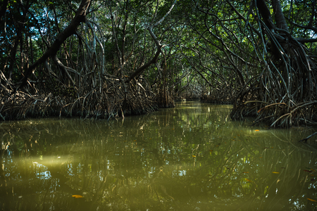 Mangrove forest by the Ria Celestun lake in Mexicoの写真素材