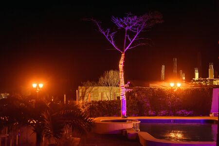 Tree without leaves decorated with garlands around the pool