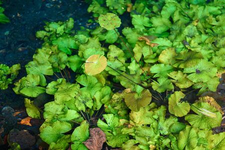 Water lilies growing in the clear water of cenote.の写真素材
