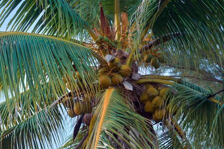 Clusters of freen coconuts close-up hanging.の写真素材