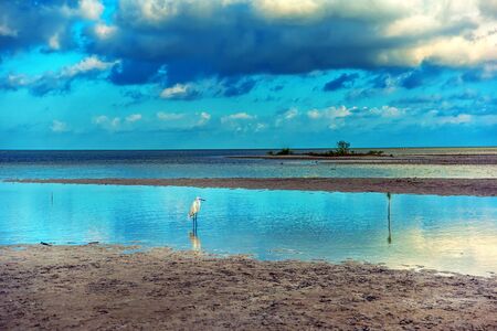 A small white heron is standing in the lagoon, in the background are beautiful clouds. Egretta garzetta.の写真素材