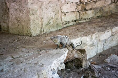 A large iguana sunbathes on a gray limestone rock.の写真素材