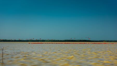 View of pink flamingos in Celestun, Mexico