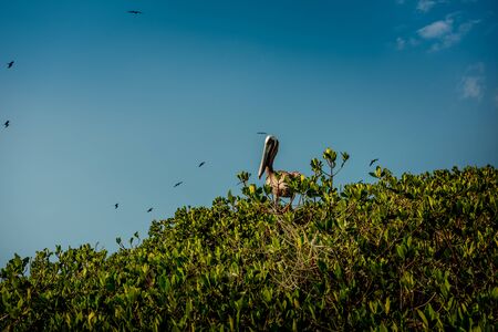 Pelicans and gulls in the mangroves in Celestun National Park.の写真素材