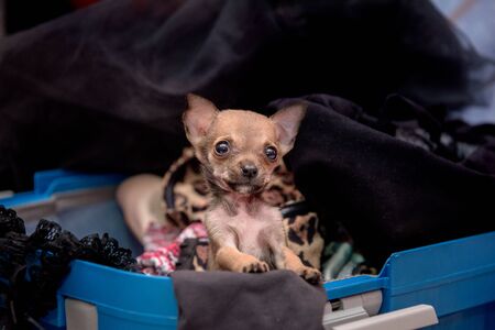 A small dog breed Chihuahua sitting in a suitcase.