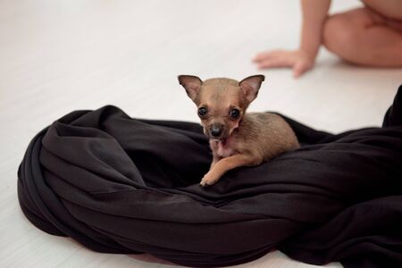 Small dog of breed Chihuahua sitting on cloth.の写真素材