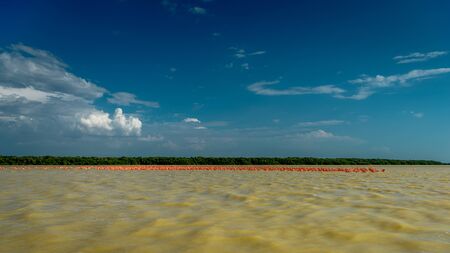 View of pink flamingos in Celestun, Mexicoの写真素材