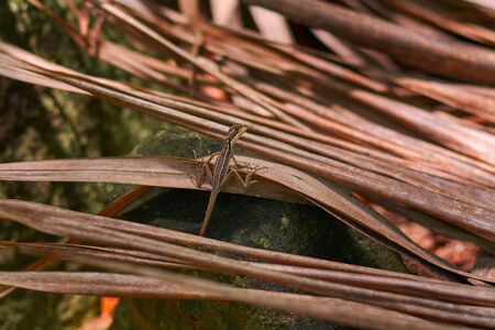 The lizard on dry palm leaf. Tropical day