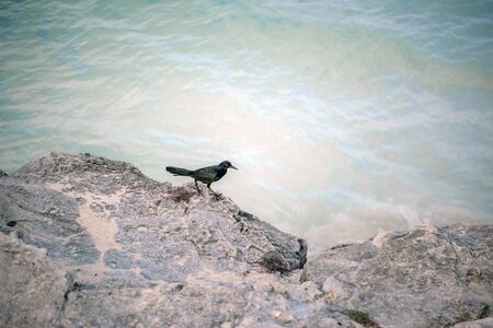 Rocks on the shore of the sea and the black bird