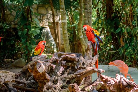Aru parrots on a tree branch on a background of pink flamingos in the jungle.