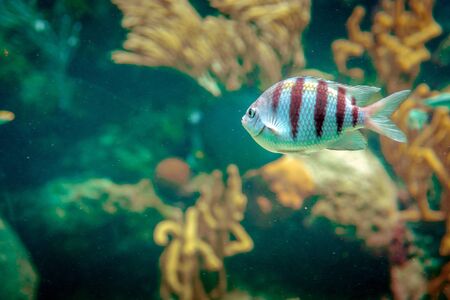 Coral reef and its inhabitants in a natural habitat. Mexico.の写真素材